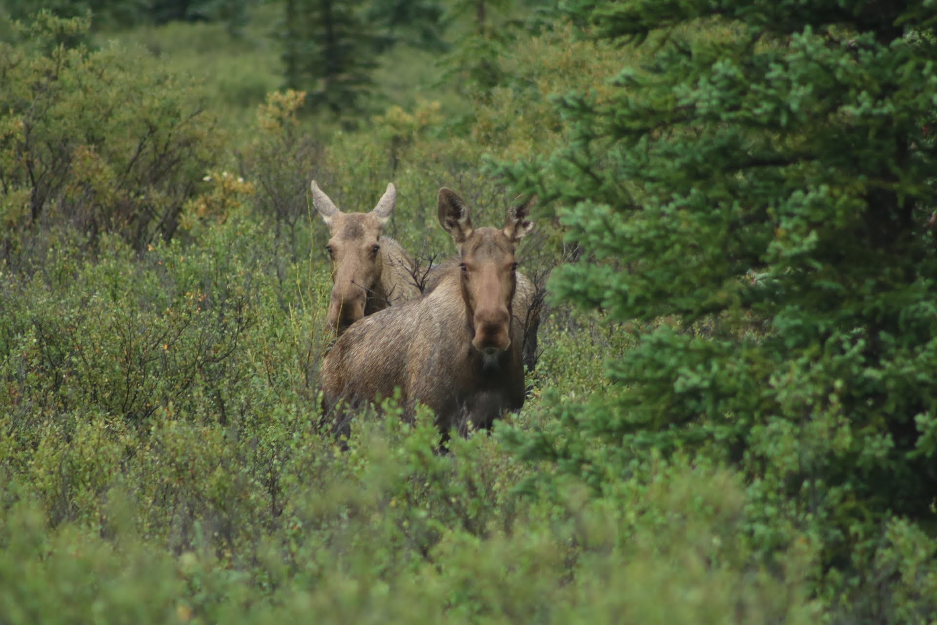 two moose staring at camera